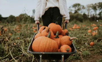Jeseň je ako stvorená na pokrmy z tekvice, kúpite ich v Majcichove. Pri Nitre bude samozber halloweenskej odrody