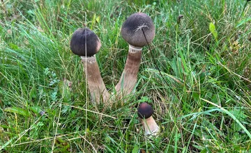 Neznáme huby spôsobili ošiaľ v hubárskej skupine, sú to bedle či nie? Hubári sa nevedeli zhodnúť, rozlúskol to odborník