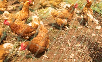 V Šúrovciach platia prísne opatrenia po potvrdení vtáčej chrípky, v jednom z chovov utratili už 140 kusov hydiny