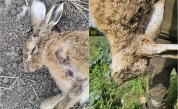 FOTO: Na západnom Slovensku potvrdili smrteľnú myxomatózu u zajacov, v okresoch platia viaceré opatrenia