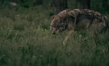 V tejto sezóne už poľovníci odlovili 39 vlkov. Poľovníci lovili vo viacerých okresoch