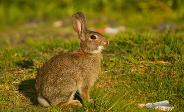 Myxomatóza na západe Slovenska ohrozuje aj domáce králiky, bez rýchlej reakcie hrozí chovateľom strata celých chovov