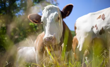 Farmári, ktorí počas SLAK nenahlásili svoje chovy si môžu vydýchnuť. Vláda sa im rozhodla pokuty odpustiť