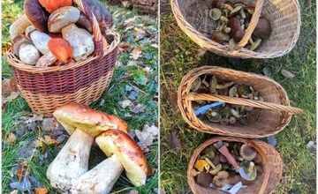 FOTO: Na Záhorí to stále žije, spokojní hubári hlásia bohatú úrodu a plné košíky aj v novembri, kde sa oplatí hľadať?