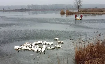 V obci na Záhorí potvrdili vtáčiu chrípku, zavádzajú prísne opatrenia a zákaz zhromažďovania hydiny