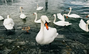 Vo viacerých obciach Trnavského kraja sa potvrdila vtáčia chrípka, prijaté sú preventívne opatrenia