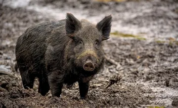 V okrese Senica prebehne poľovačka na diviaky, obyvatelia sú vyzývaní, aby sa vyhli tejto lokalite