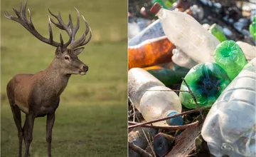 Na Záhorí ohrozuje vyhodený odpad divožijúcu zver, jej žalúdky sú plné odpadu, takáto divina musí do kafilérie