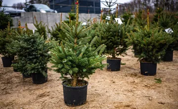 Hľadáte živý vianočný stromček? Trnavčanky radia, kde zohnať ten v črepníku a prečo má zmysel