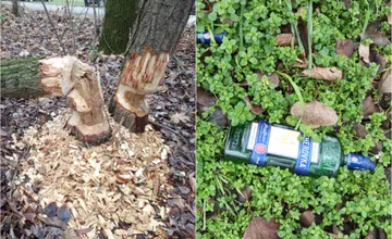 FOTO: Bobor v Piešťanoch sa pustil do práce, obyvatelia sa smejú cez slzy. Už mu nenalievajte, žartuje Miroslav