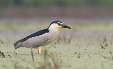 Výrub v chránenom území v Kráľovej ohrozil vzácnu kolóniu chavkoša nočného, pre kolóniu to môže mať nezvratné následky