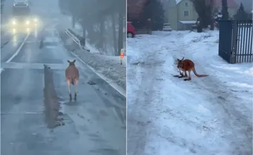VIDEO: Česko aj Slovensko pobavil nečakaný účastník premávky. Klokan Kevin skákal po ceste, naháňala ho polícia