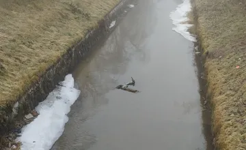Namiesto rýb v Trnávke opäť plávala kolobežka, ľudia nad vandalizmom hromžia. Niektorí ich videli už aj na strome