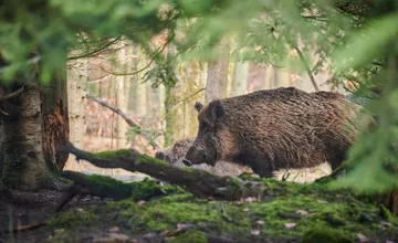 V Skalici bude v sobotu počuť výstrely. Mesto apeluje na obyvateľov, aby sa vyhli týmto lokalitám a boli opatrní