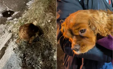 Trnavčanka si pri ceste všimla zrazeného psíka, neváhala ani sekundu. Za svoj čin si vyslúžila obdiv a pochvalu