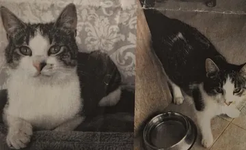 Trnavčania prosia o pomoc pri hľadaní mačky Micky. Dostala sa pod kapotu auta a stratila sa, má dva výrazné znaky