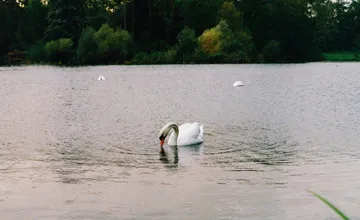 Na Záhorí sa potvrdili prípady vtáčej chrípky, pre chovateľov platia prísne opatrenia