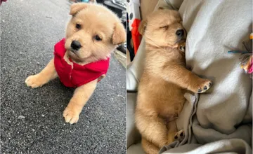 Seredčanka našla pri kontajneri vyhodeného psíka. Smutný príbeh má však napokon šťastný koniec