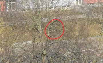 VIDEO: Mestská polícia a horolezec zasahovali pri kurióznom prípade v Senici. Neuveríte, čo niekto vyhodil na strom