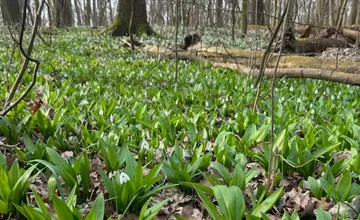 Trnavčanov láka jarné počasie na zber medvedieho cesnaku. Kde v Trnave a okolí už nazbierate plné košíky?