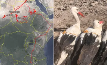 FOTO: Bociany sa čoskoro vrátia na Slovensko, v Afrike však čelia nástrahám. Ako je na tom Marcinko zo Záhoria?