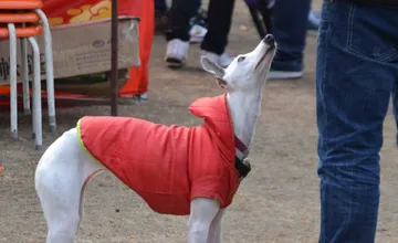 Vodiči, v tomto úseku opatrne, obyvatelia Šamorína hľadajú malého chrta, ktorý už viackrát skončil pod kolesami auta