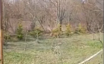 VIDEO: Obyvateľku Hviezdoslavova prekvapila nečakaná návšteva. Na dvore sa jej objavila exotická šelma