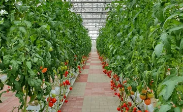 Skupina okolo Sabola chce pri Hlohovci postaviť skleníky za 19 miliónov. Projekt prinesie aj nové pracovné miesta