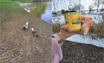VIDEO: V Dolnom Štále dojal ľudí milý príbeh, Majka každý deň kŕmila osamelého káčera, no stalo sa čosi nečakané