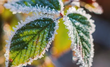 Trnavu a okolie potrápí v noci prízemný mráz, teplo sa oblečte