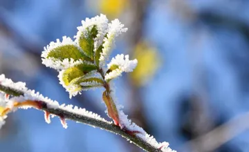 V celom Trnavskom kraji sa vo štvrtok a piatok očakáva mráz, nočná teplota môže klesnúť až na -4 stupne
