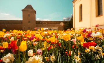 VIDEO: Trnava má jeden z najpestrejších jarných záhonov na Slovensku. Miestni aj návštevníci sú z neho uchvátení