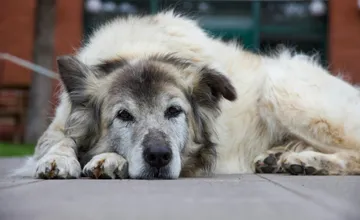 V obci neďaleko Dunajskej Stredy by malo vzniknúť krematórium pre domácich miláčikov