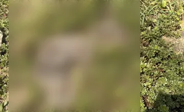 Petru pri prechádzke po Senici prekvapila nečakaná rodinka. Mnohým z toho naskakuje husina, reaguje aj odborník