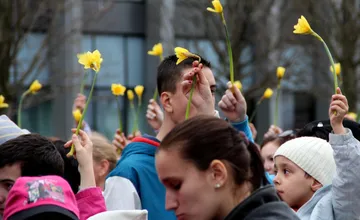 FOTO: V uliciach Trnavy sú dnes dobrovoľníci v rámci akcie Deň narcisov, ako spoznáte tých pravých? 
