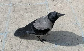 V Dolnej Krupej vyčíňa na jednej z ulíc nebezpečný útočník. Obec varuje pred agresívnou vranou