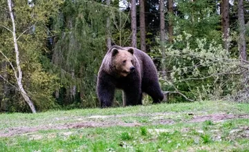 Štátni ochranári spustili web, na ktorom nájdete informácie o výskyte medveďov