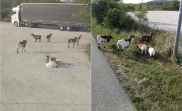Hlohovčanov cestou do práce prekvapil nezvyčajný pohľad. Pri ceste sa pásli ovce, mesto hľadá majiteľa