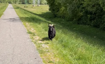 Seredčanku na hrádzi naháňal cap, z prechádzky tak bola poriadna rozcvička. Bezplatný tréner mnohých pobavil