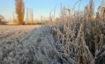 Celý Trnavský kraj tieto dni potrápi v noci prízemný mráz, teploty klesnú až na -3 stupne, teplo sa oblečte