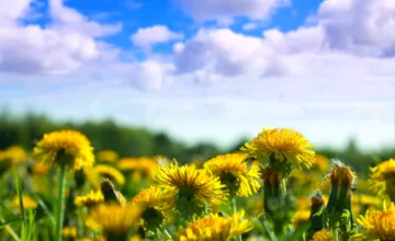 Trnavský kraj čaká počas predĺženého víkendu výrazné oteplenie, nedeľa môže priniesť prvé letné teploty