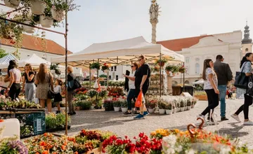 Vo štvrtok v Trnave začína najväčší mestský kvetinový festival Májový kvet. Ponúkne aj poriadne pestrý program
