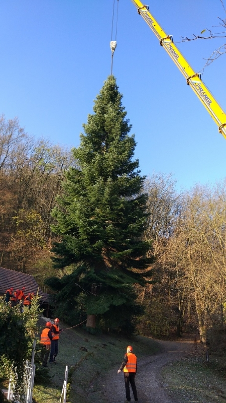 Bruselské hlavné námestie bude zdobiť vianočný strom z Horných Orešian, foto 1