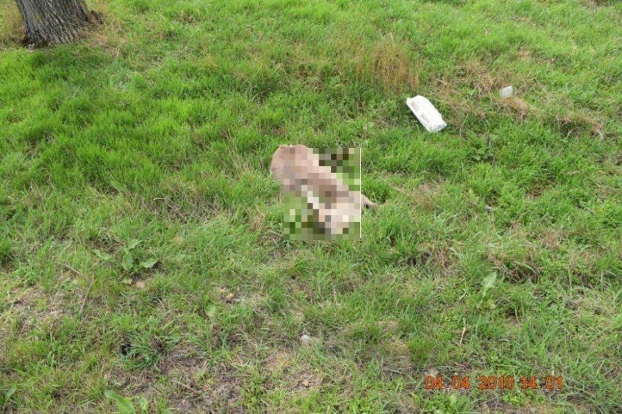 V Galante včera spôsobil stret so zverou až 5 nehôd, podobné udalosti treba vždy nahlásiť polícii, foto 1