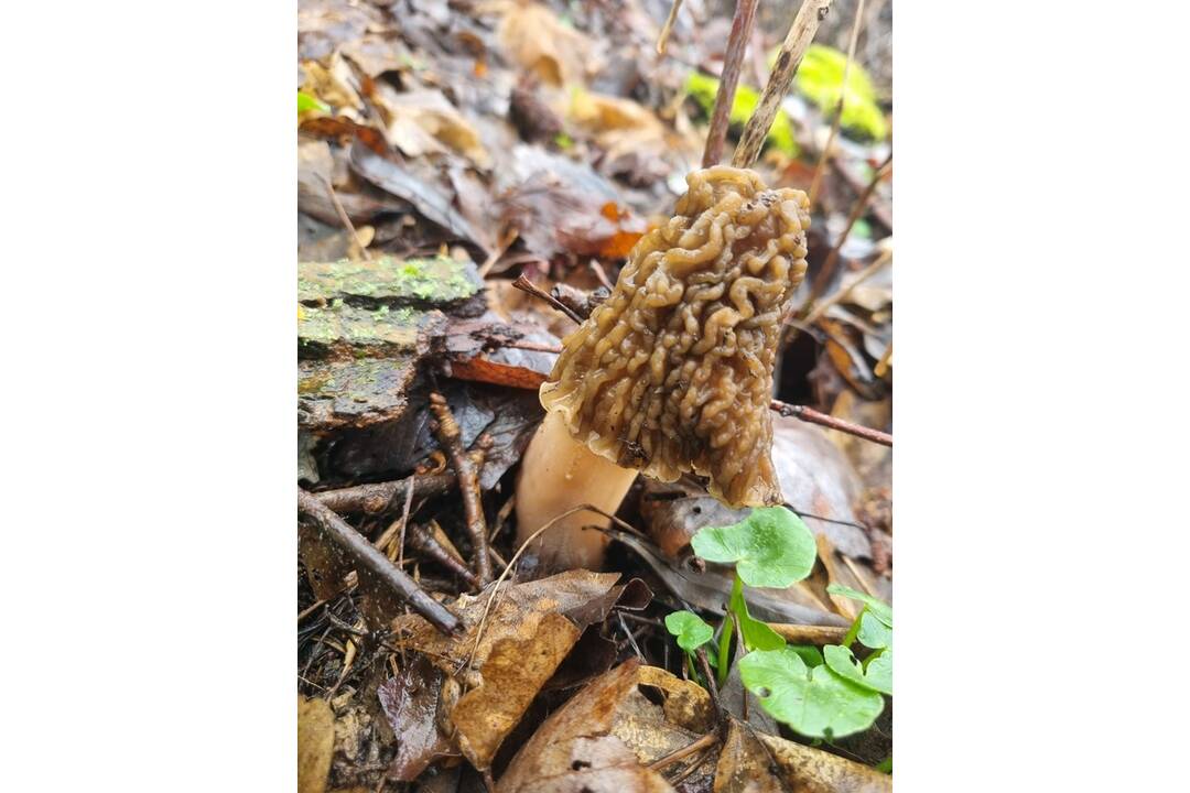FOTO: V okolí Senice huby rastú ako po daždi. Hubári si domov nosia takéto úlovky, foto 1