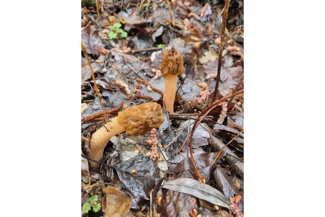 FOTO: V okolí Senice huby rastú ako po daždi. Hubári si domov nosia takéto úlovky, foto 2