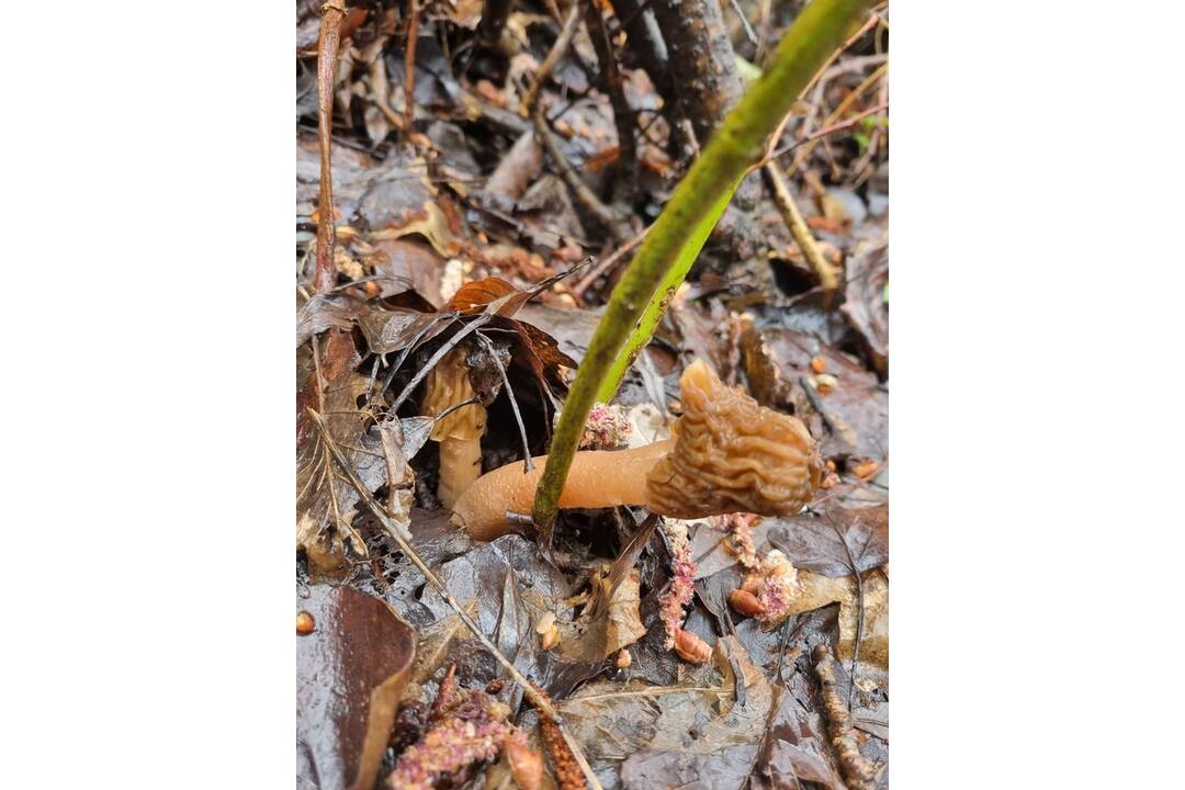 FOTO: V okolí Senice huby rastú ako po daždi. Hubári si domov nosia takéto úlovky, foto 3