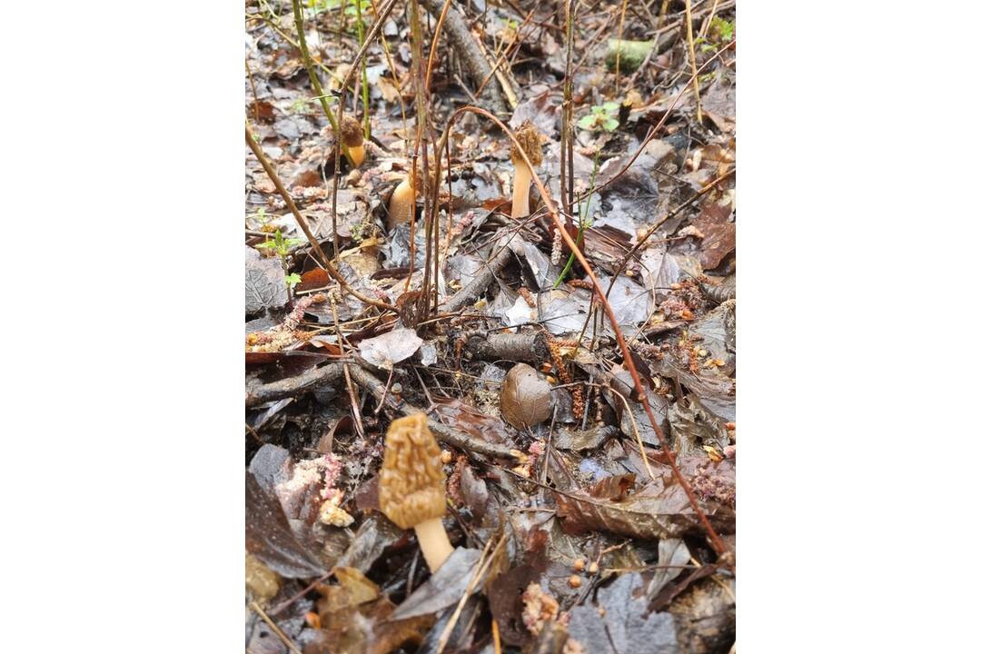 FOTO: V okolí Senice huby rastú ako po daždi. Hubári si domov nosia takéto úlovky, foto 4