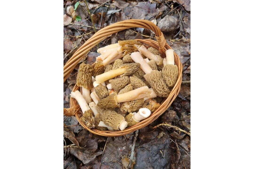 FOTO: V okolí Senice huby rastú ako po daždi. Hubári si domov nosia takéto úlovky, foto 5