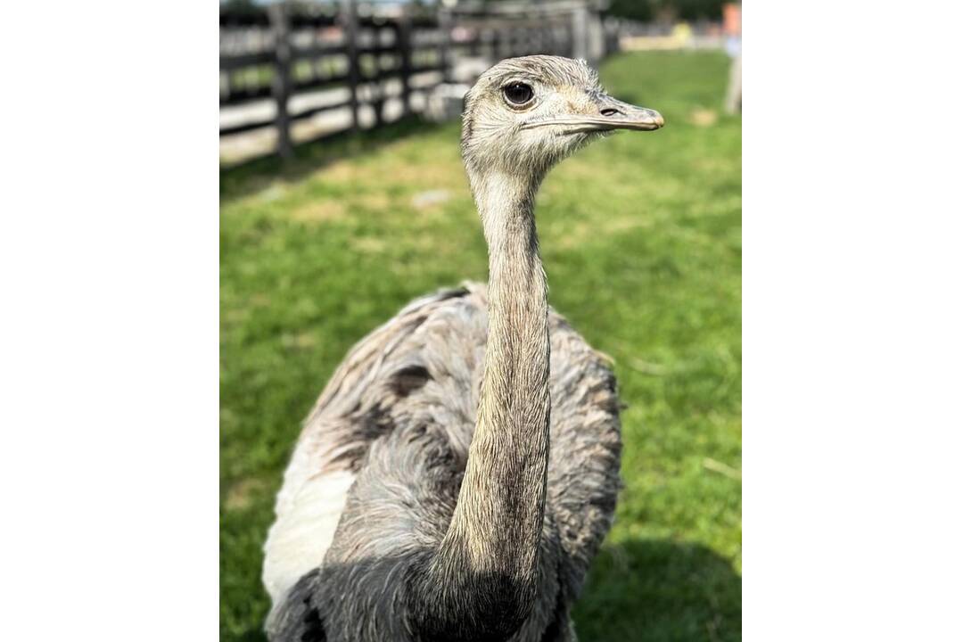 FOTO: Zvieratká nachádzajúce sa na farme v Šúrovciach, foto 1